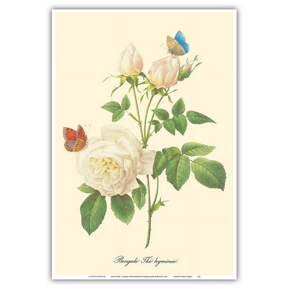 White Rose - Bengale Thé Hyménée - from “Choix des Plus belles Fleurs“ - Vintage Botanical Illustration by Pierre-Joseph Redouté c.1833 - Master Art Print (Unframed) 13in x 19in