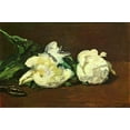 thumbnail image 1 of White Rose - CANVAS OR FINE PRINT WALL ART, 1 of 1