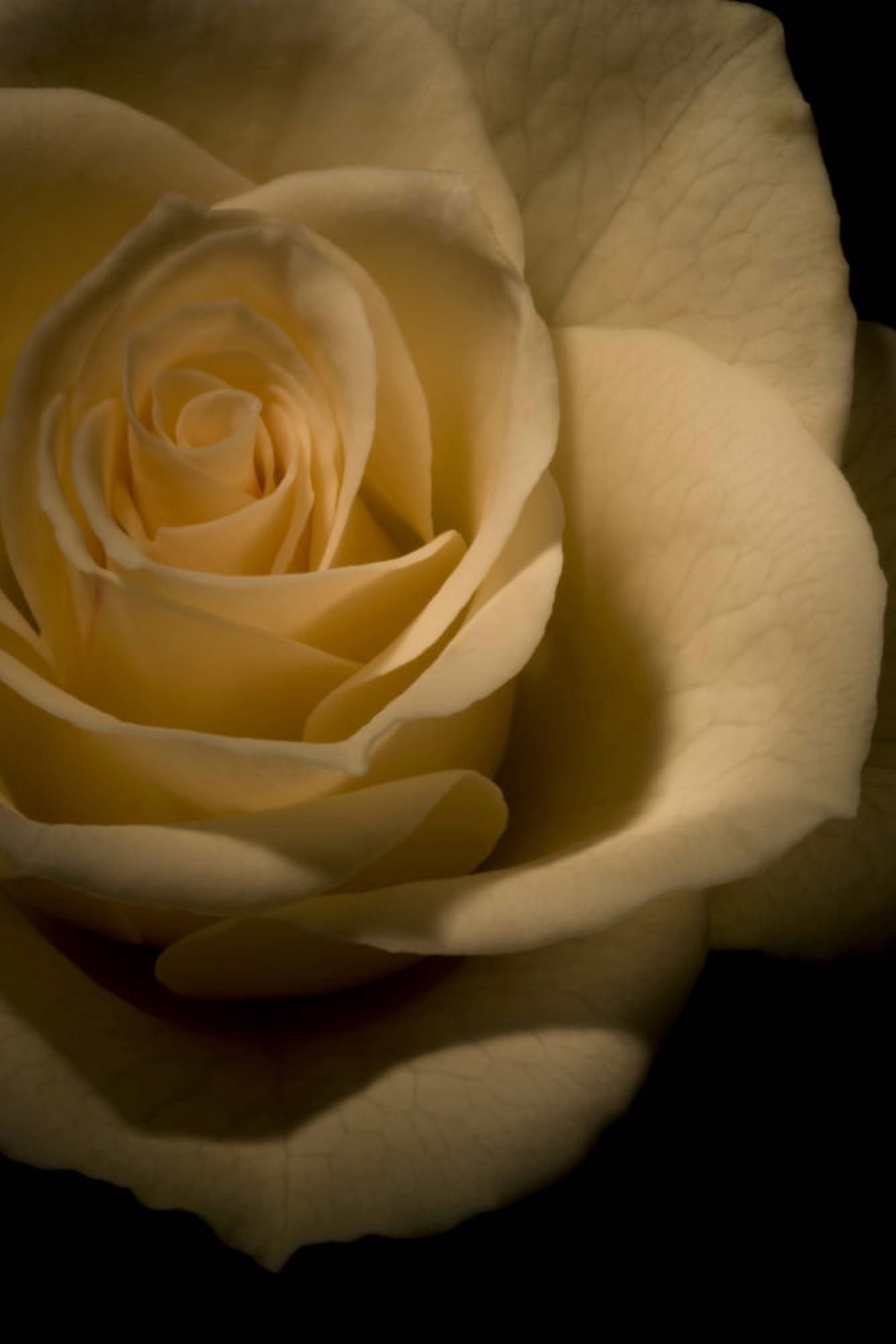 White Rose Canvas Art - Darren Greenwood Design Pics (11 x 17)