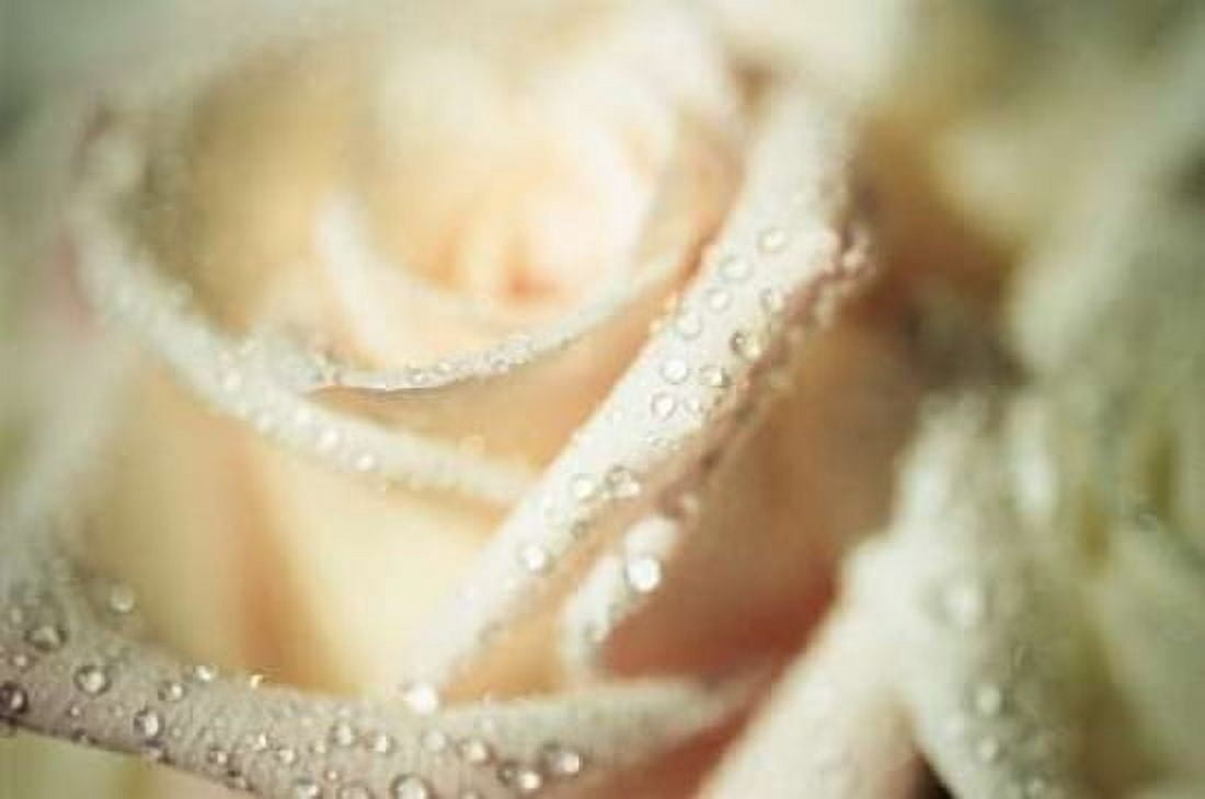 White Rose Canvas Art - Erin Berzel (24 x 36)