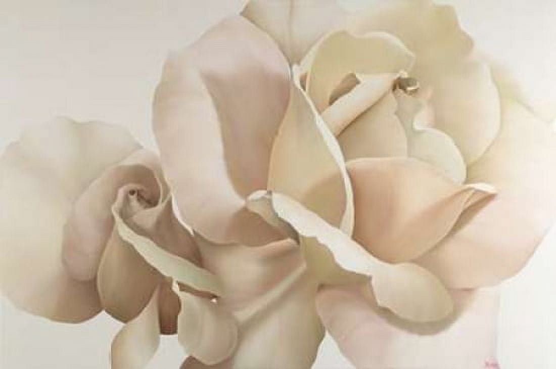 White Rose Canvas Art - Yvonne Poelstra-Holzhaus (24 x 36)