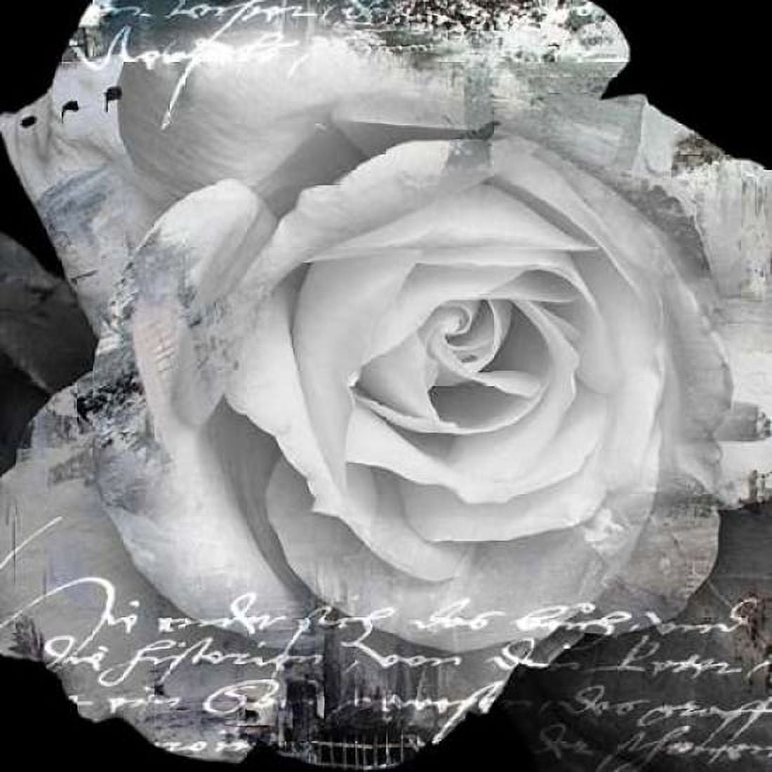 White Rose I Canvas Art - Micha Baker (24 x 24)