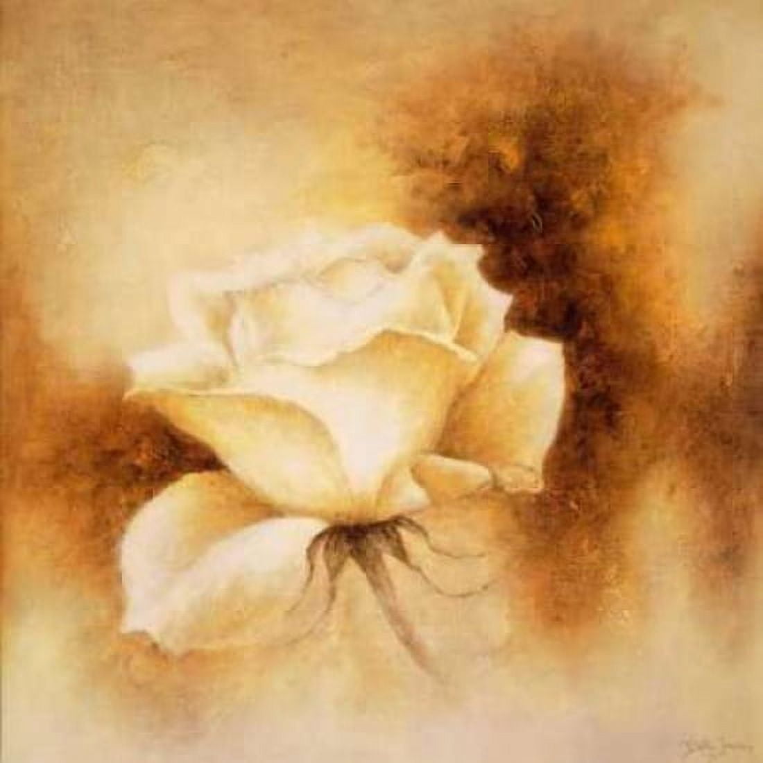 White Rose II Canvas Art - Betty Jansma (24 x 24)