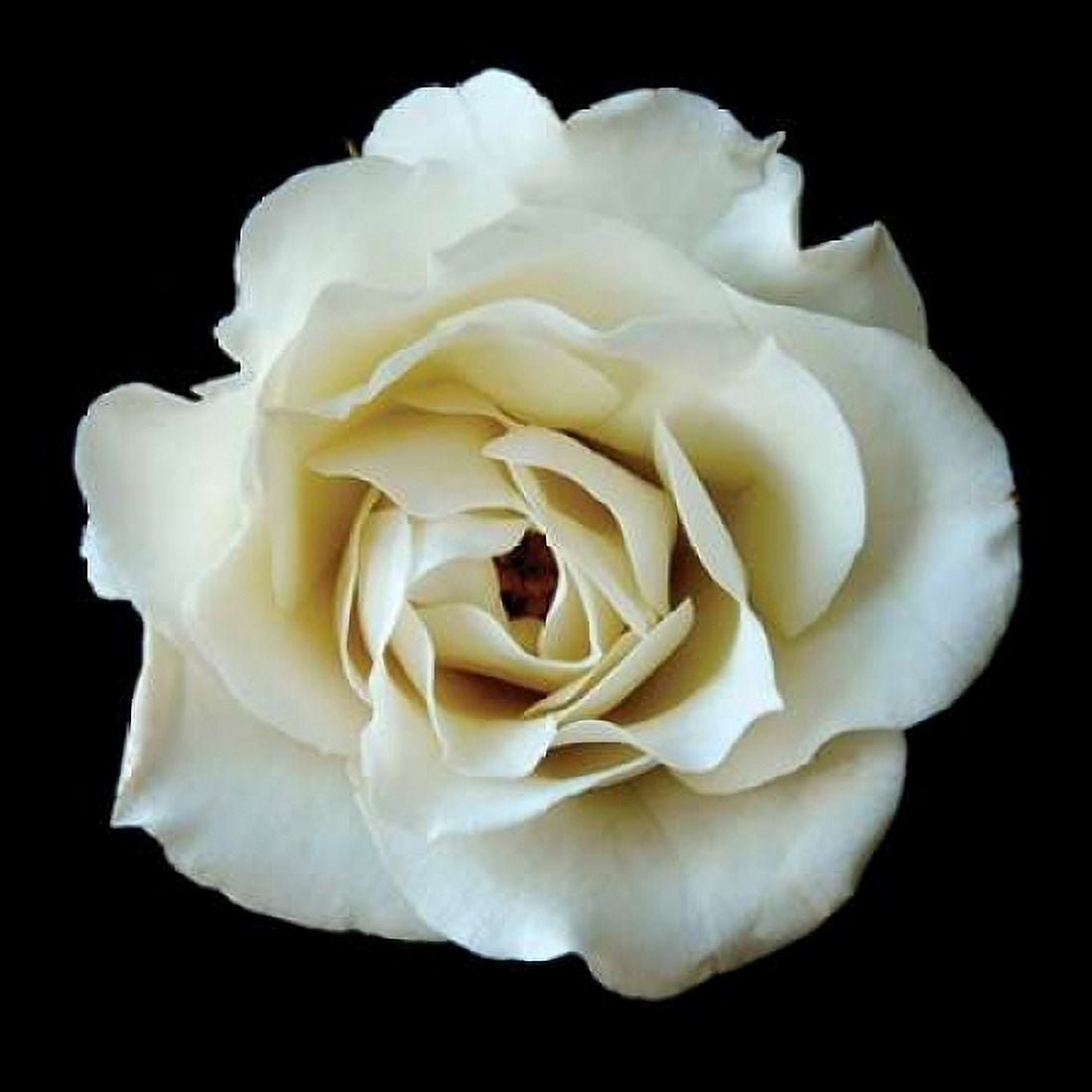 White Rose II Canvas Art - Jim Christensen (24 x 24)
