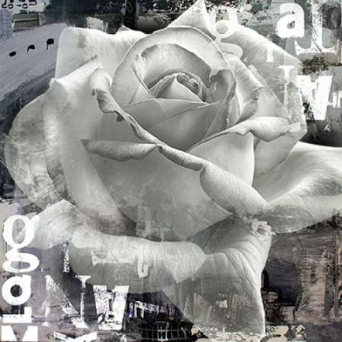 White Rose II Canvas Art - Micha Baker (24 x 24)