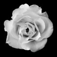 thumbnail image 1 of White Rose II Poster Print by Jim Christensen (12 x 12), 1 of 2