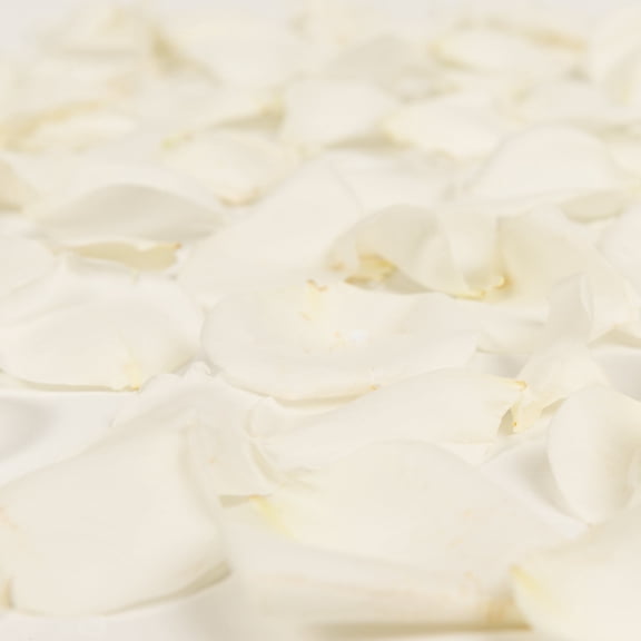 White Rose Petals - Approximately 3000 Units