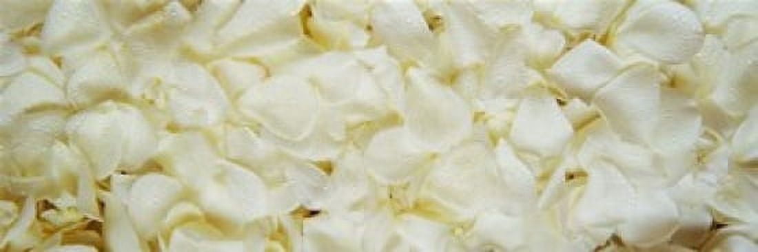 White Rose Petals Canvas Art - Panoramic Images (18 x 6)