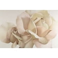 thumbnail image 1 of White Rose Poster Print by Yvonne Poelstra-Holzhaus (12 x 18), 1 of 1