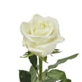 thumbnail image 1 of White Roses - Farm Direct Fresh Cut Flowers - 100 Stems - by Bloomingmore, 1 of 6