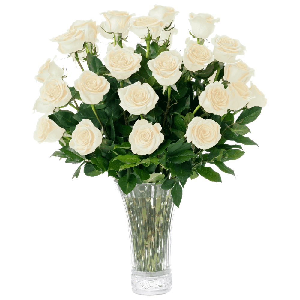 White Roses Fresh Flowers Delivery - 2 Dozen Roses for Delivery/Farmhouse Flowers for Delivery - Fresh Cut Long Stem Roses Bouquet of Flowers Birthday Gifts for Women - Aquarossa Farms
