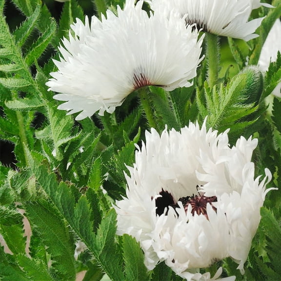 White Ruffles Poppy Flower Bulb - Deer Resistant - Good as Cut Flowers - Good as Cut Flowers - Perennializing - Easy to Grow Live Plants - Outdoor Garden