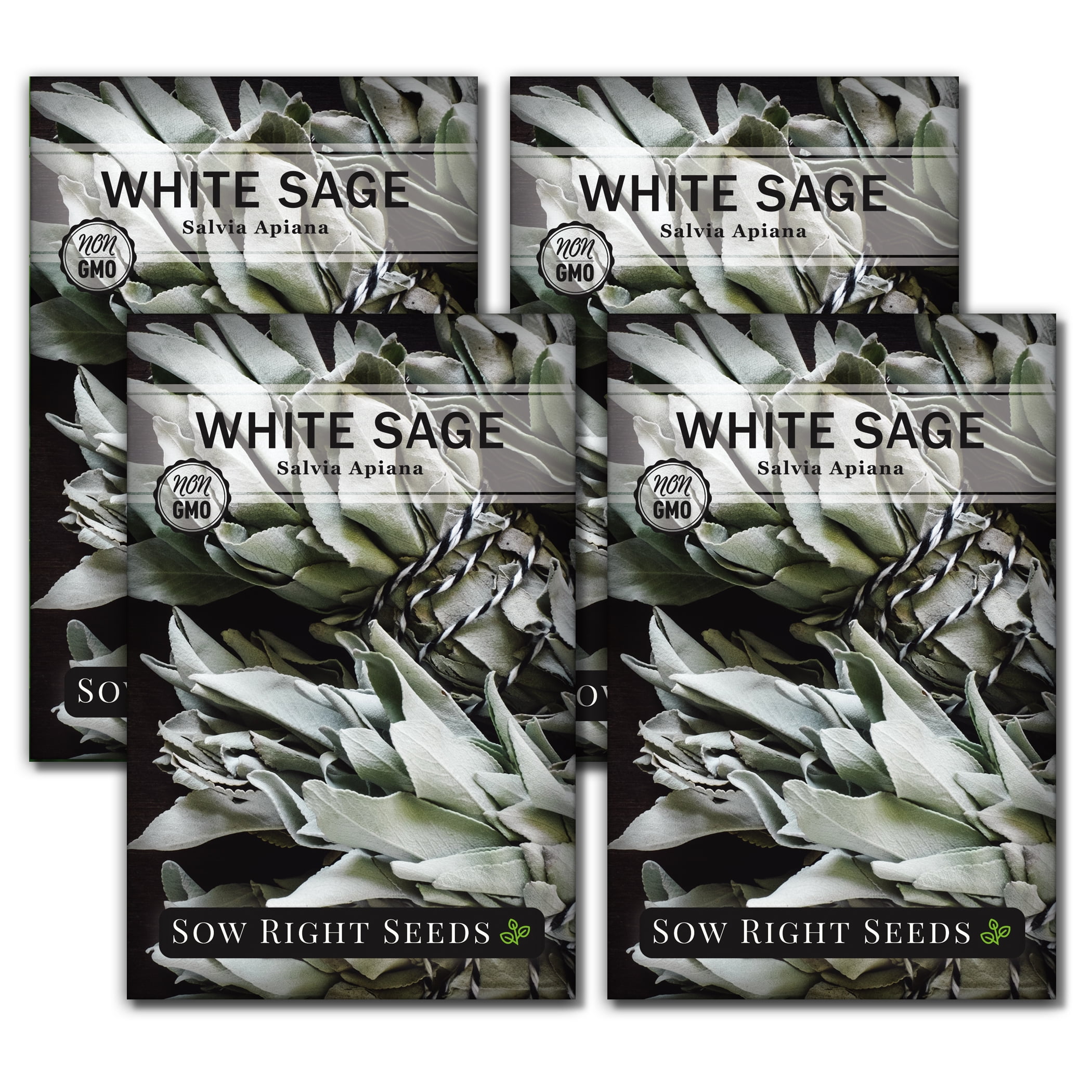White Sage Seeds for Planting Non GMO Heirloom Varieties for your Indoor or Outdoor Herb