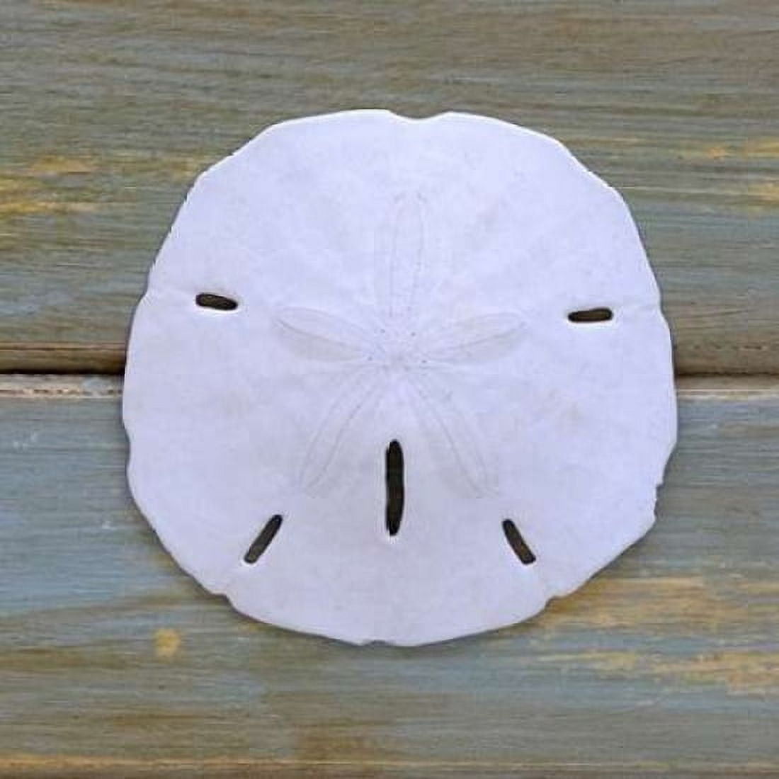 White Sand Dollar Canvas Art - Amber Light Gallery (24 x 24)
