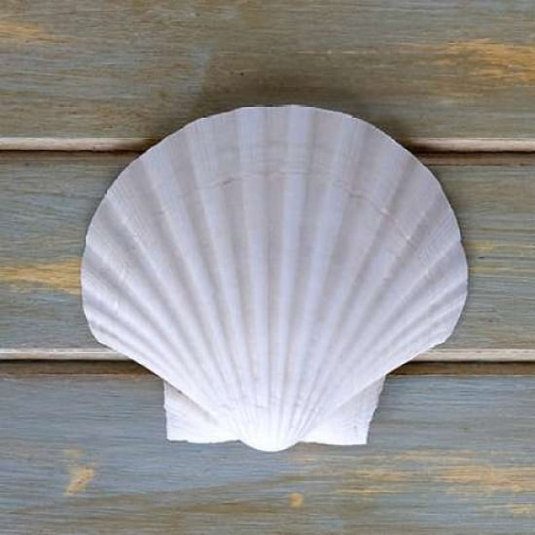 White Scallop Canvas Art - Amber Light Gallery (24 x 24)