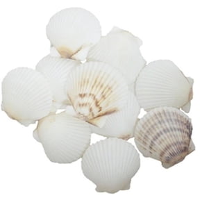 White Scallops Seashells - 36 Piece