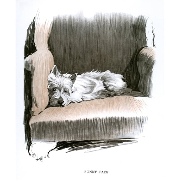 White Scots Terrier Lying In An Armchair Poster Print By Mary Evans Picture Library (24 X 36)