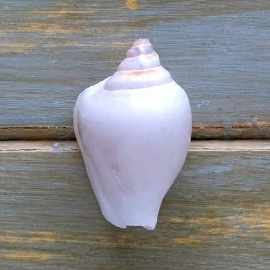 White Shell Canvas Art - Amber Light Gallery (24 x 24)