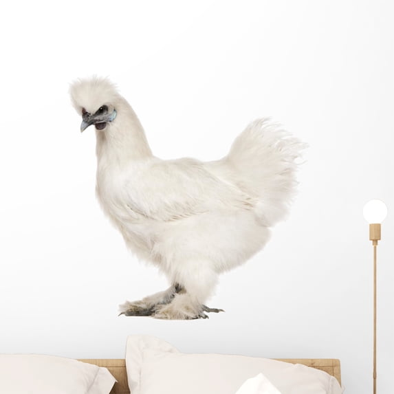 White Silkie 6 Months Wall Decal by Wallmonkeys Peel and Stick Graphic (24 in W x 23 in H) WM330188