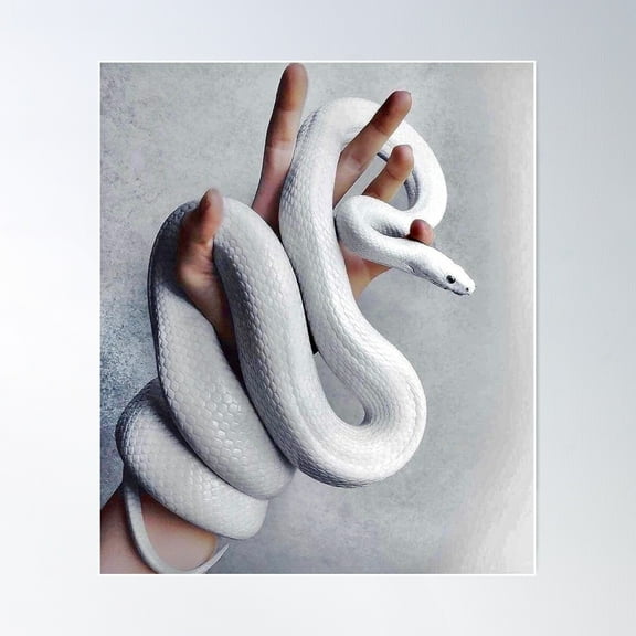 White Snake Poster Wall Art, Modern Wall Decor For Living Room Bedroom, 8x12 UNFRAMED