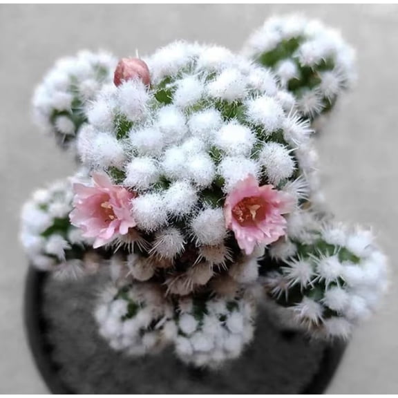 White Snowcap Cactus Live Plant Indoor in 2 Inch Pot, Mammillaria Gracilis, Rare Cactus, Mini Succulent Plant Easy Care