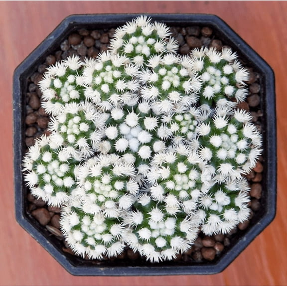 White Snowcap Cactus Plant Mammillaria Gracilis Plant Rare Cactus Tree 4"Pot