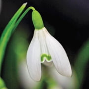 White Snowdrops Galianthus Dormant Spring Flowering Bulbs 25-Pack