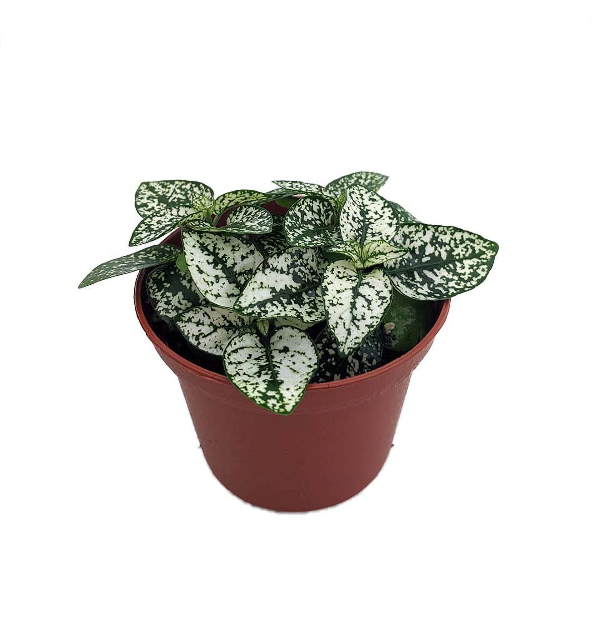 White Splash Polka Dot Plant - Hypoestes - 2.5" Pot - Colorful House Plant - Walmart.com