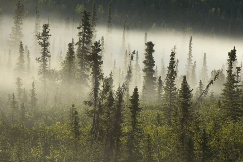 White Spruce Forest In Mist Tombstone Territorial Park Yukon Canvas Art - Philippe Henry Design Pics (34 x 22)
