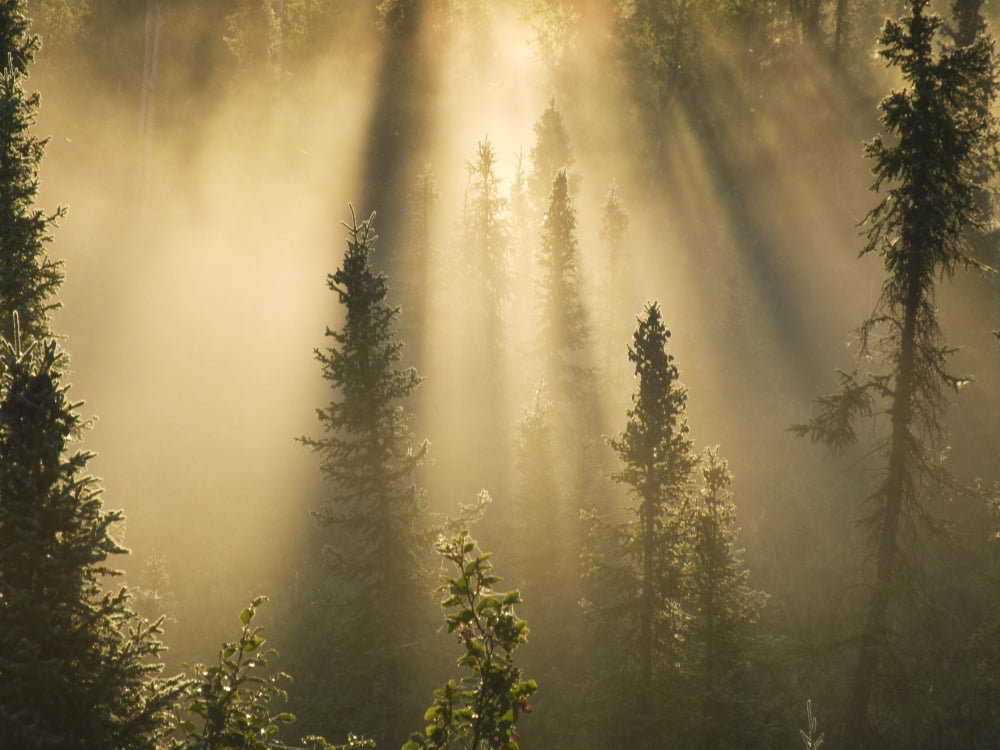 White Spruce In Mist At Sunrise Along The Dempster Road Yukon Canvas Art - Philippe Henry Design Pics (16 x 12)