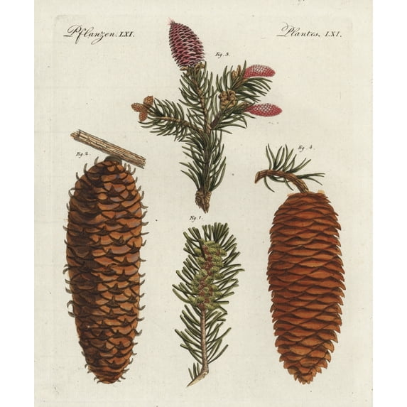 White Spruce Tree, Picea Glauca, And Norwaya Poster Print By ® Florilegius Mary Evans (24 X 36)