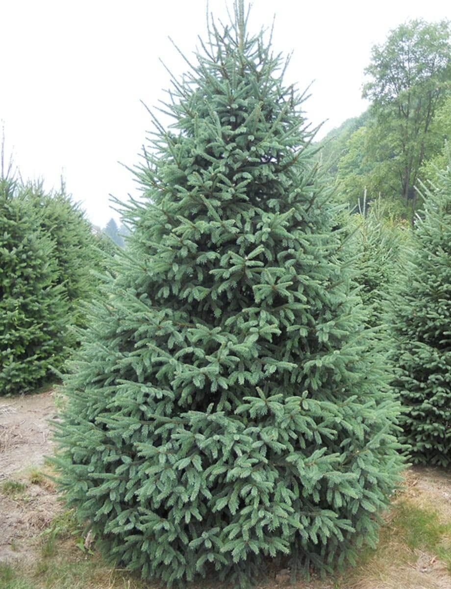 CZ Grain White Spruce Live Tree