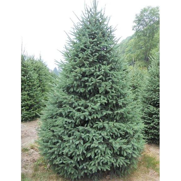 White Spruce Tree Seedlings for Planting - Evergreen Tree Seedlings - Landscaping or Wind Block Trees (3 Seedlings) - No Ship to California