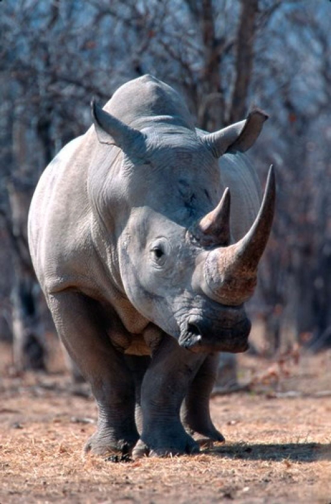 White Square-Lipped Rhino Namibia Canvas Art - Claudia Adams DanitaDelimont (11 x 17)