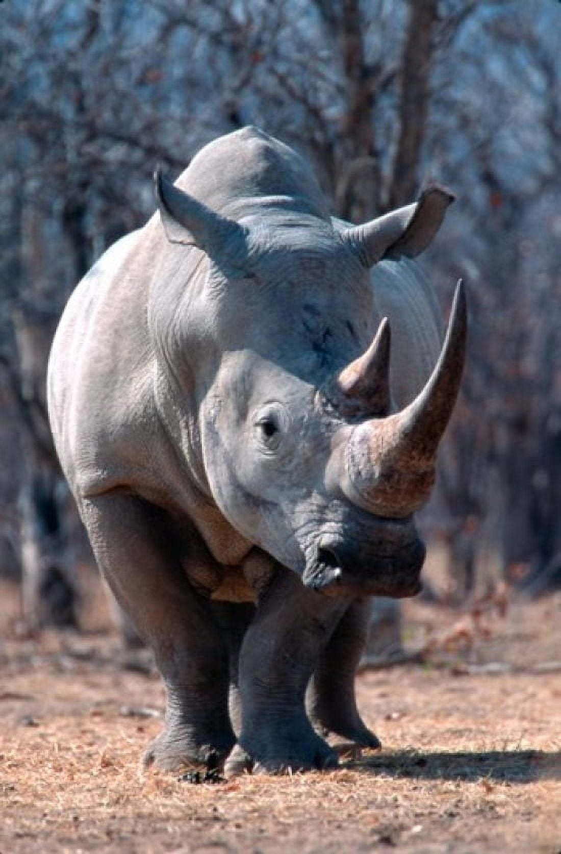 White Square-Lipped Rhino Namibia Canvas Art - Claudia Adams DanitaDelimont (23 x 34)