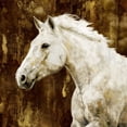 thumbnail image 1 of White Stallion Poster Print by Martin Rose (24 x 24) # MRR113459, 1 of 1