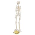 thumbnail image 1 of White Standing Skeleton 57 pieces Premium 3D Paper Puzzle Desktop Craft Art Made in Japan, 1 of 1