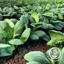White Stem Pak Choi Cabbage Seeds: 4 g Packet ~900 Seeds - Non-GMO Bok Choi Sprouting Seeds - Microgreens, Vegetable Gardening - Bok Choy