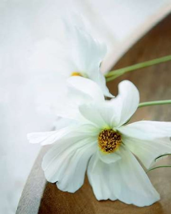 White Still Life II Canvas Art - Ian Winstanley (24 x 30)