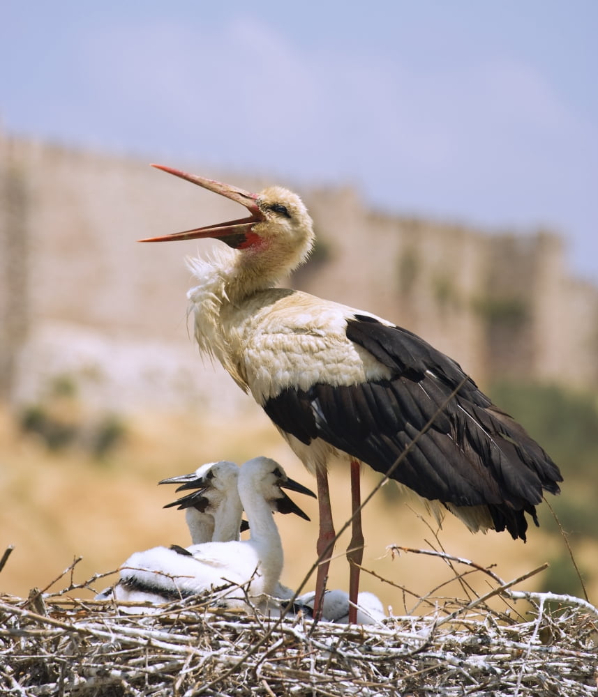 White Stork (Ciconia Ciconia) Turkey Canvas Art - Carson Ganci Design Pics (13 x 15)