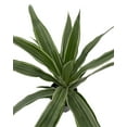 thumbnail image 1 of White Stripe Dragon Tree - Dracaena warneckii - 3.5" Pot, 1 of 2