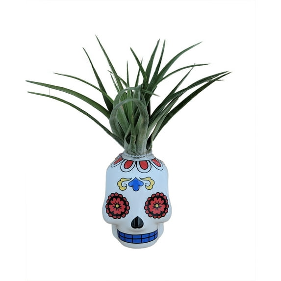 White Sugar Skull Planter with Live Tillandsia Air Plant - 3" x 3"