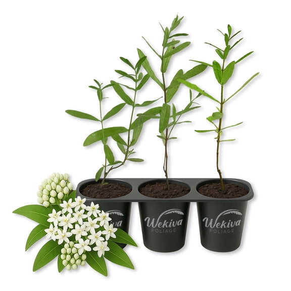 White Swamp Milkweed Plant - 3 Live Starter Plants - Asclepias Perennis - Perennial Florida-Native Wildflower Evergreen