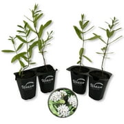 White Swamp Milkweed Plant - 4 Live Starter Plants - Asclepias Perennis - Perennial Florida-Native Wildflower Evergreen