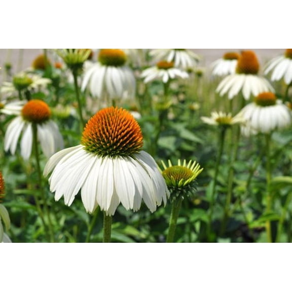 White Swan Coneflower - Echinacea - Quart Pot