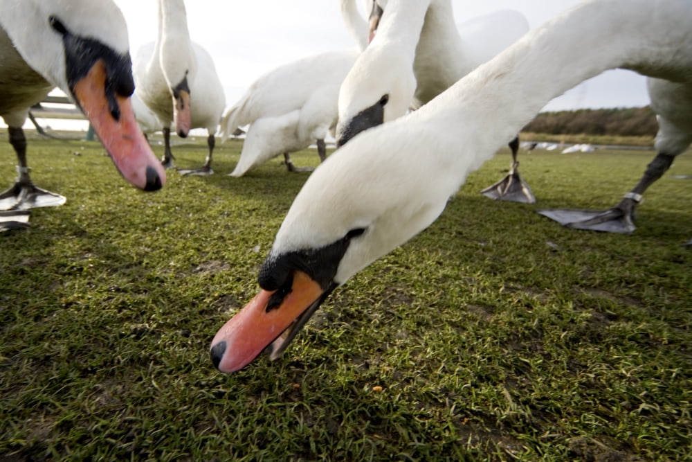 White Swans Birds Eating Canvas Art - John Short Design Pics (19 x 12)