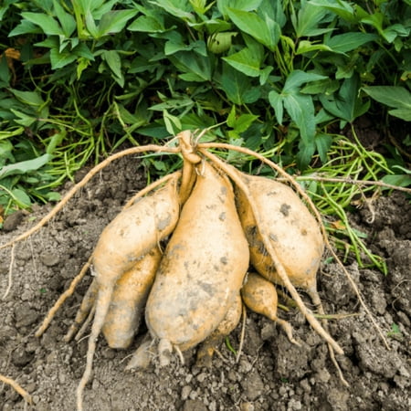 White Sweet Potato Slips Live Plants, 3-5 Inch, Well Rooted for Outdoor Gardening, Pack 10