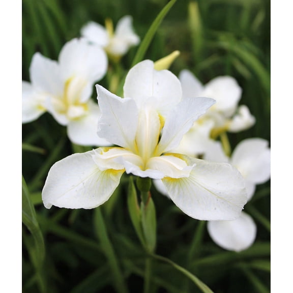 White Swirl Siberian Iris - 3 root divisions