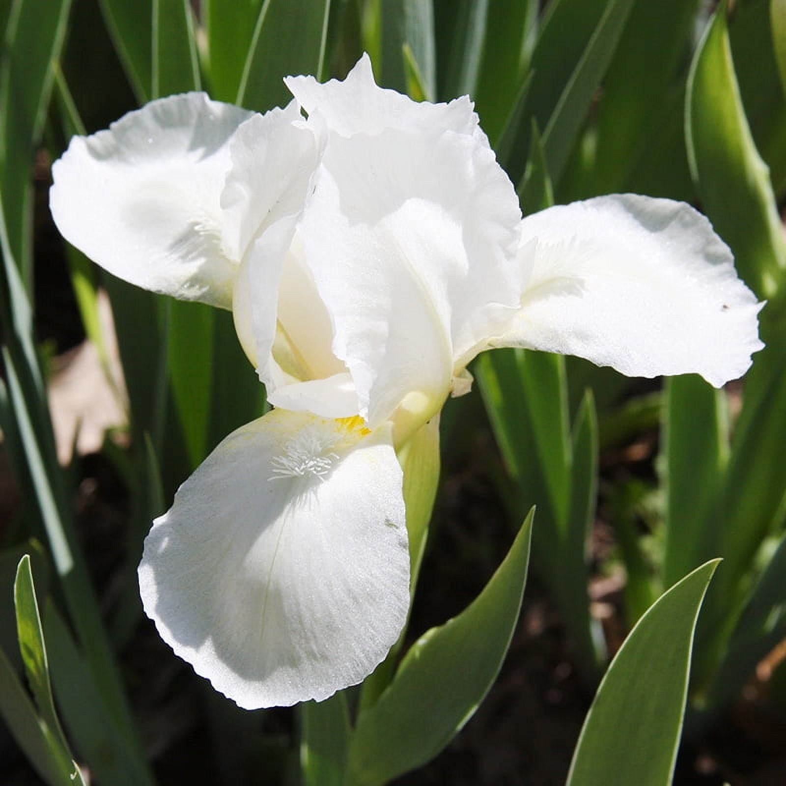 White Swirl Siberian Iris Flower Bulbs - 5 Roots per Pack - Attracts Butterflies and Hummingbirds, Deer Resistant - Good as Cut Flowers - Grows Well In Containers - Perennializing - Live Garden