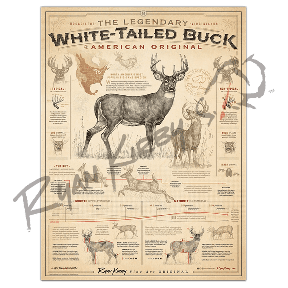 "White-Tailed Buck: An American Original" Poster